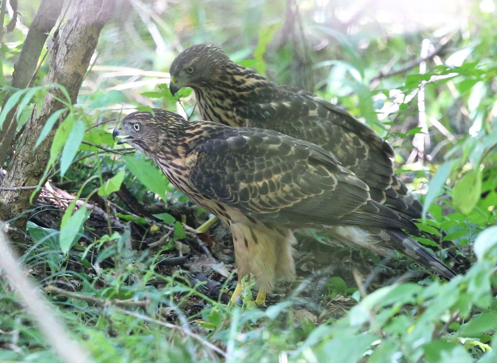 七夕月１９−２