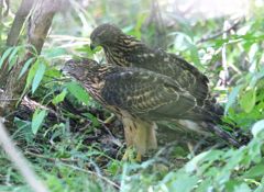 七夕月１９−２