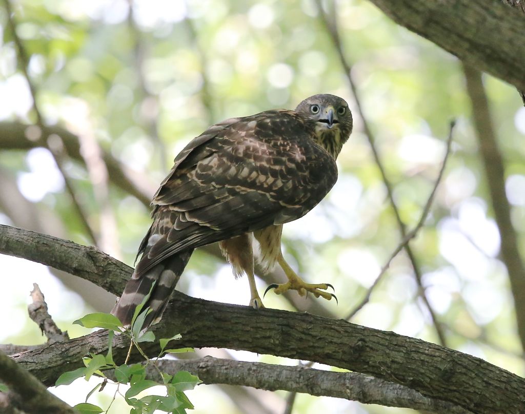 七夕月１９−８