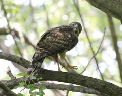 七夕月１９−８