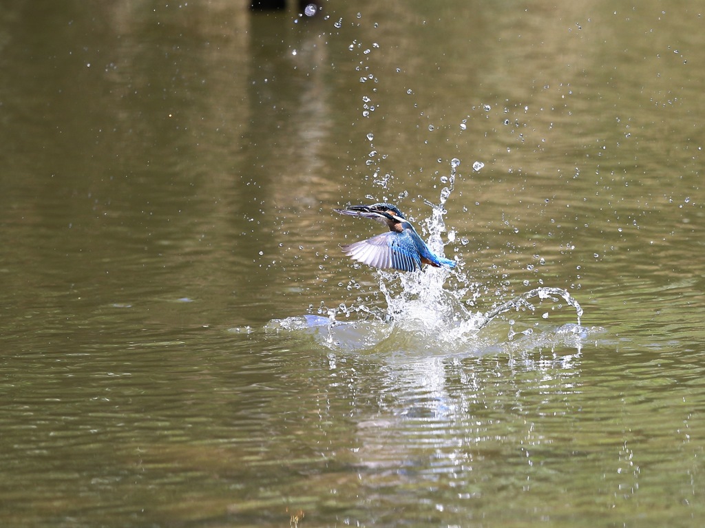 七夕月１３−１