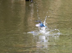 七夕月１３−１