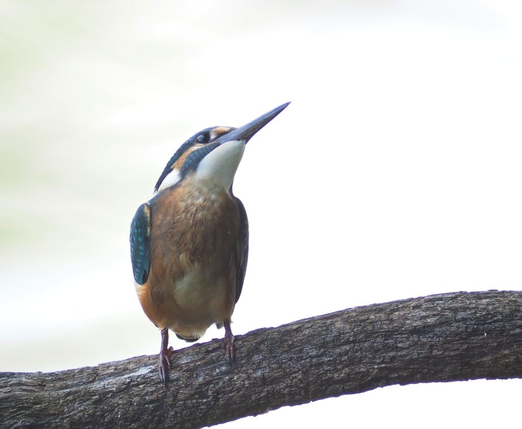 七夕月２４−３