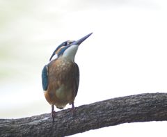 七夕月２４−３