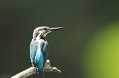 木染月１１−２