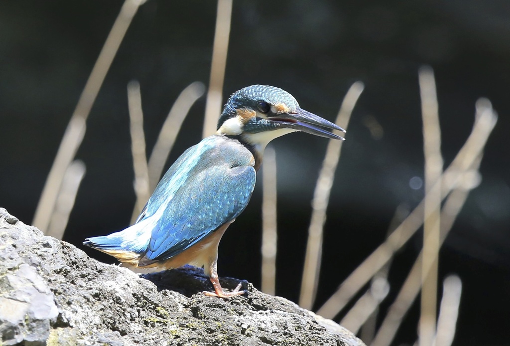 七夕月２２−２