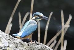 七夕月２２−２