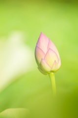蓮の蕾