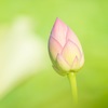 蓮の蕾