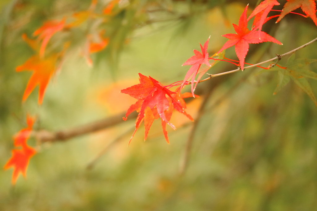 紅葉1