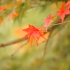 紅葉1