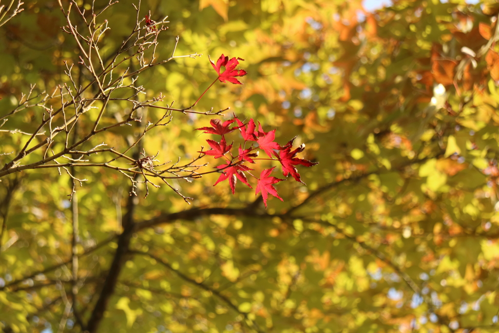 紅葉2