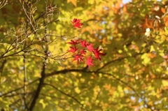 紅葉2