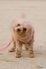 旋風犬