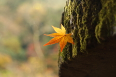芳井町　天神峡　その3