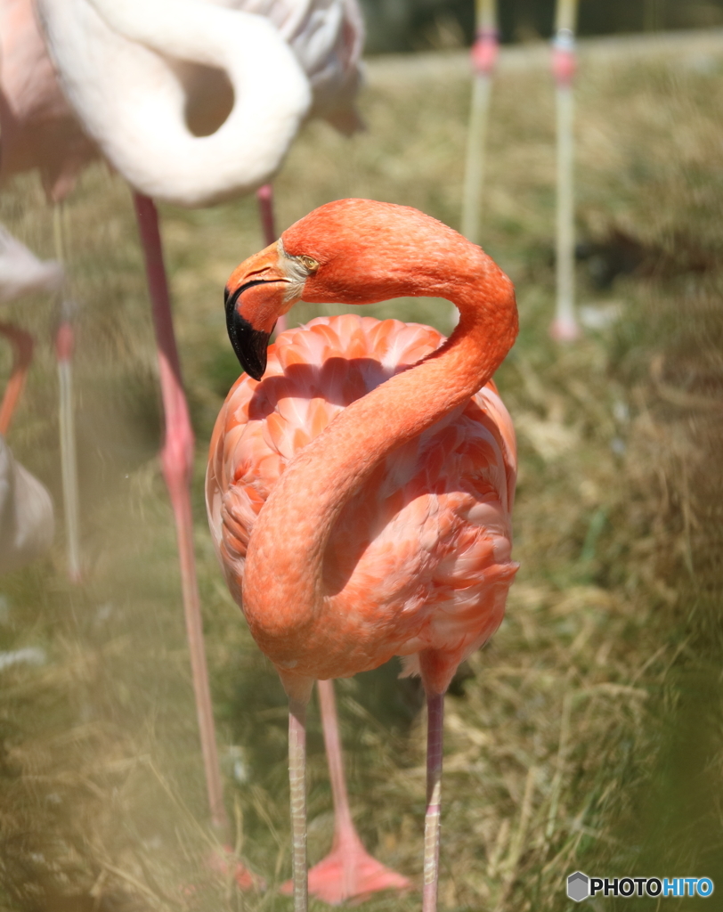 ベニイロフラミンゴ