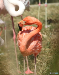 ベニイロフラミンゴ