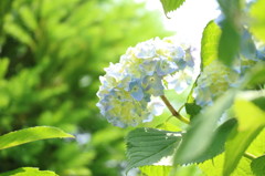透き通る紫陽花