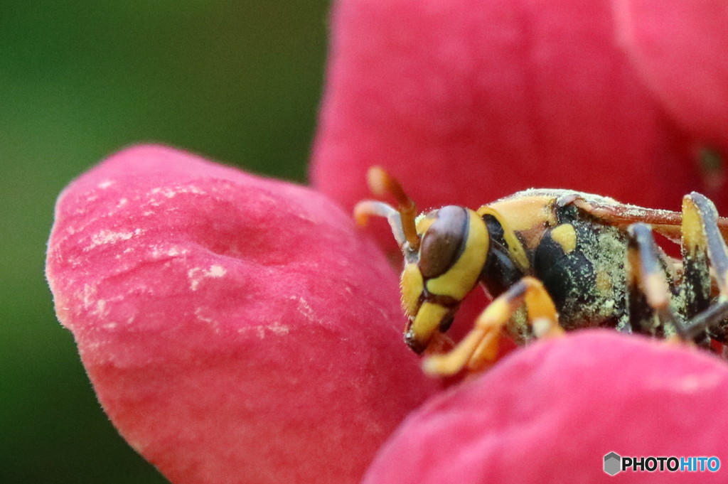 蜜の回収　その2