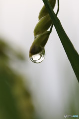 しずくの中の稲穂