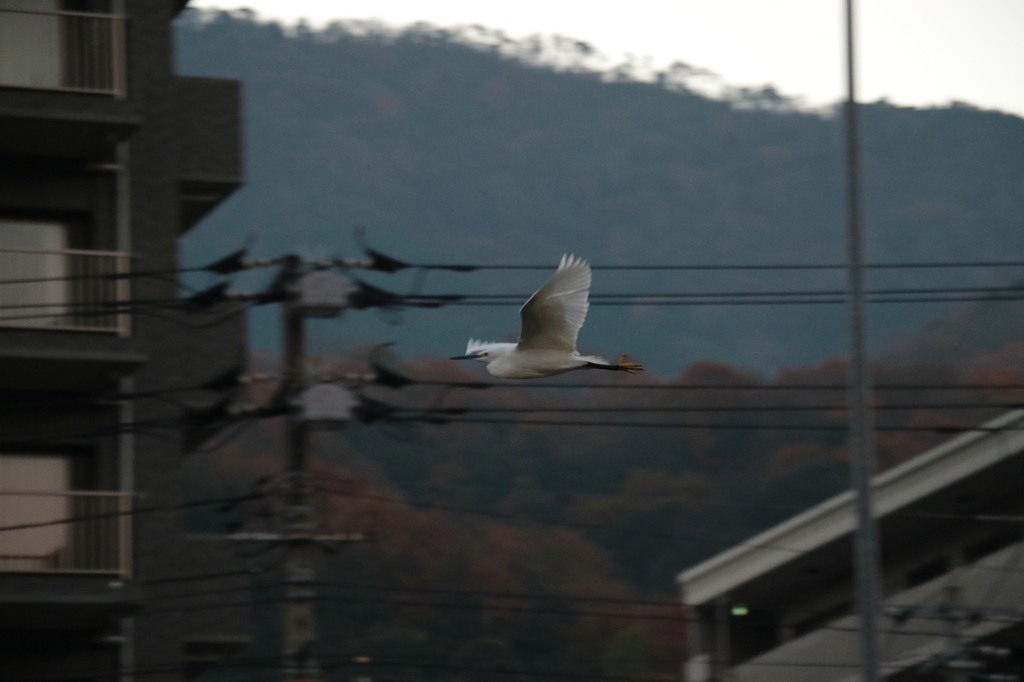 背景いまいちですが・・・