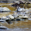 鳥の行水