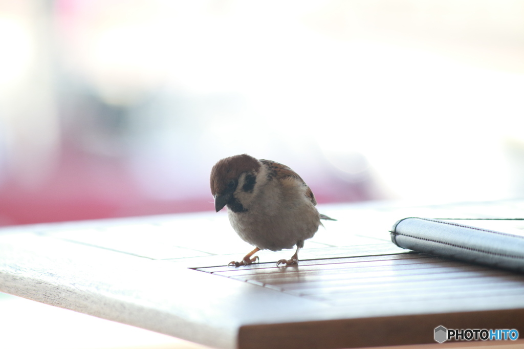 ランチは何かな？