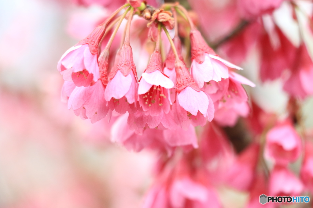 枝垂桜