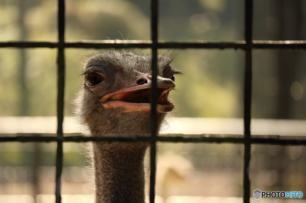 ダチョウ
