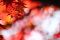 有終の美