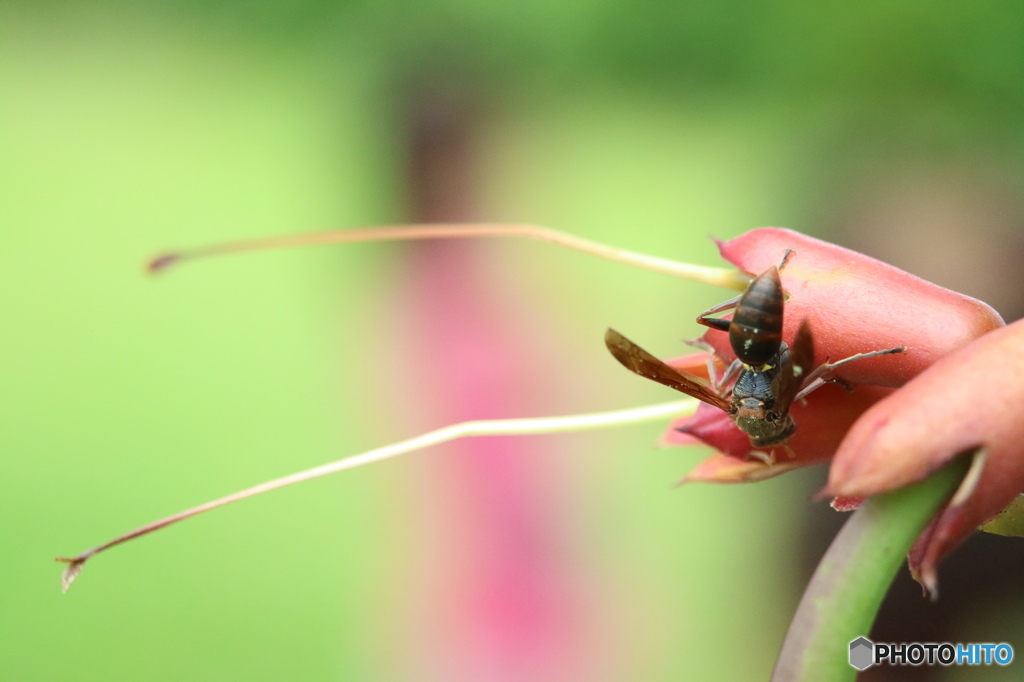 蜜の収穫　その1