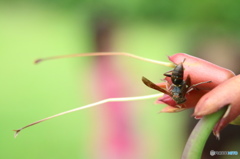 蜜の収穫　その1