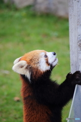 起立