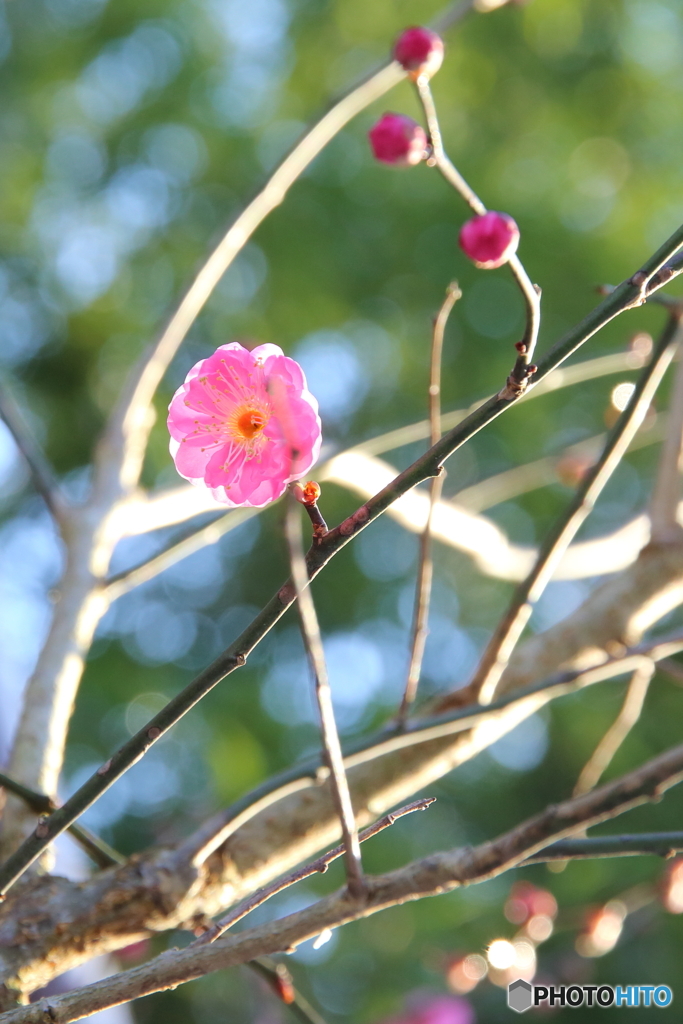 冬に咲く花