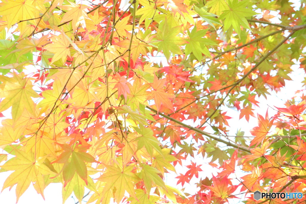 紅葉まであと少し