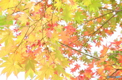 紅葉まであと少し