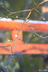 鳥居の前で