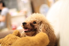 SIGMA 30mm F1.4 DC HSM