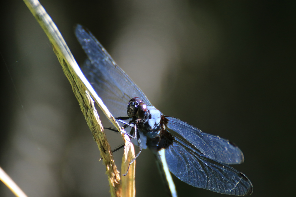 シオカラトンボ