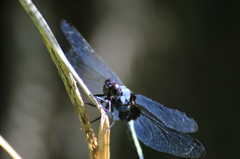 シオカラトンボ