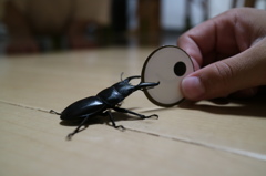 目玉＆クワガタ