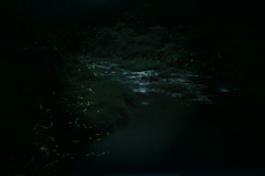 渓谷とホタル　その1