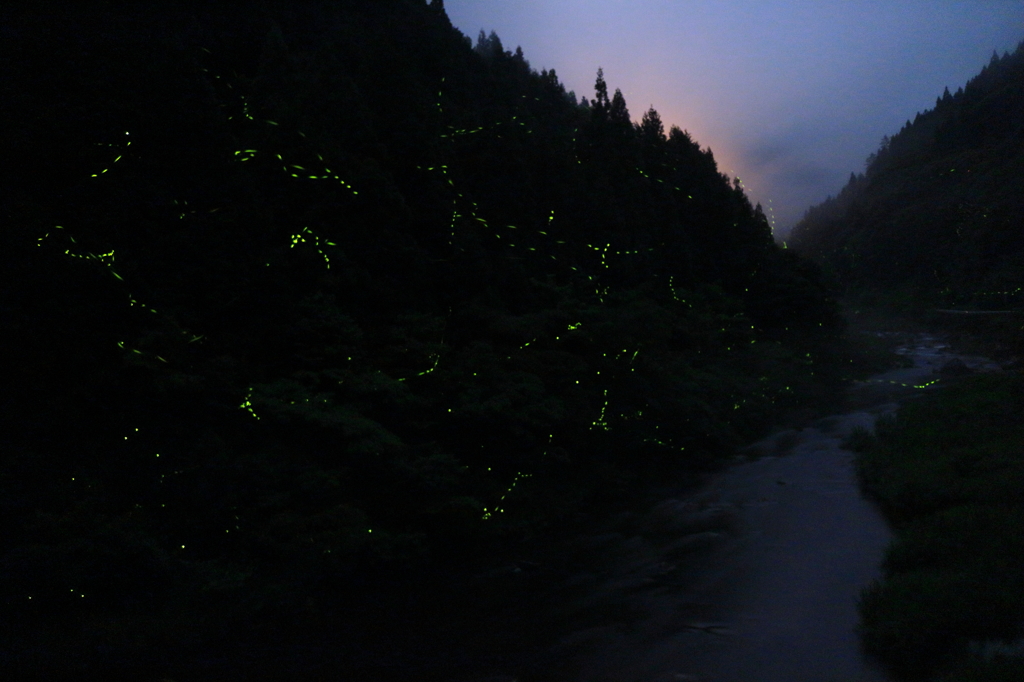 渓谷とホタル　その2