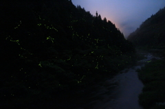 渓谷とホタル　その2