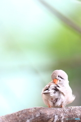 見返り美人