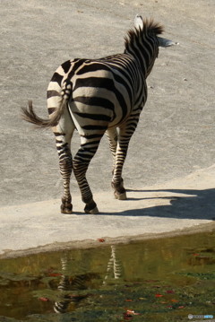 水辺のシマウマ