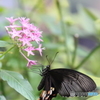 森林公園―昆虫館にて②―