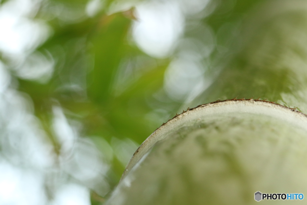 矢口神社にて　その4