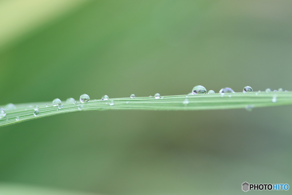 しずくの一本道