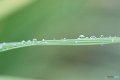 しずくの一本道